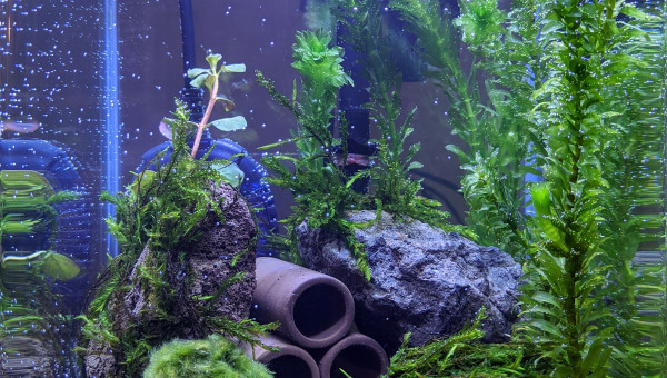 Bac après la mise en eau