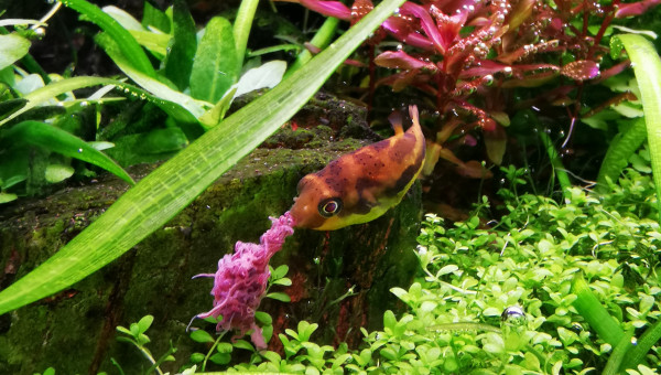 Le repas du travancoricus... Un bon steak de tubifex !