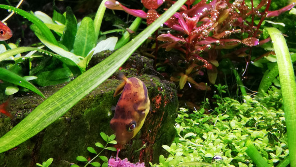 Le repas du travancoricus... Un bon steak de tubifex !