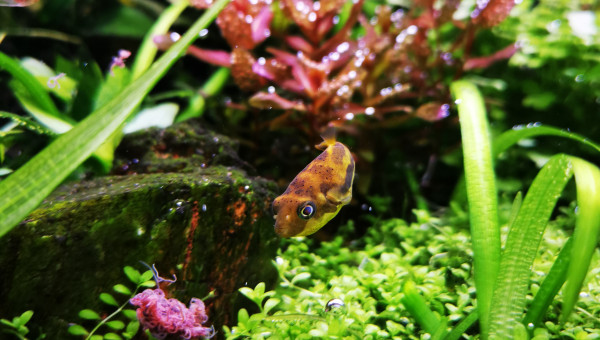 Le repas du travancoricus... Un bon steak de tubifex !