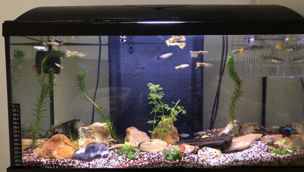 Reprise des aquariums