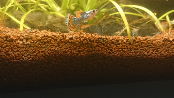 Ciano Aquarium 60 LED