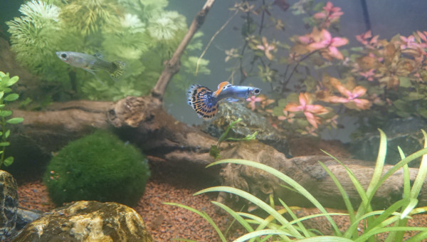 Ciano Aquarium 60 LED