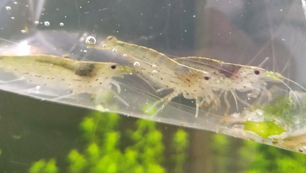 Complément de crevettes