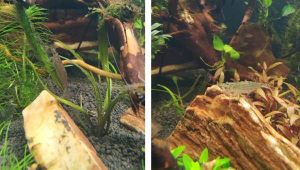 Les nouvelles crevettes