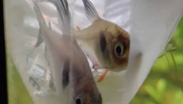 Complément de tetras fantômes