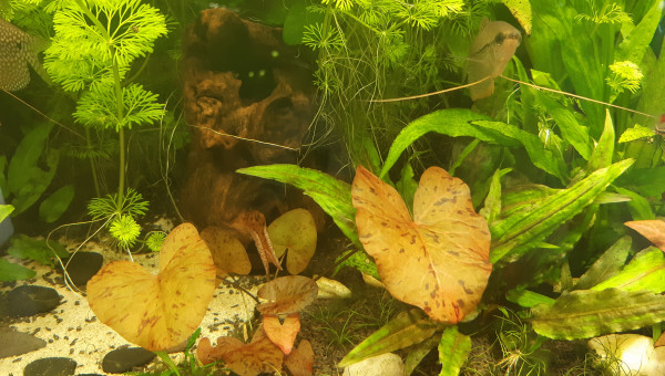 Mon lotus qui part enfin après 6 mois