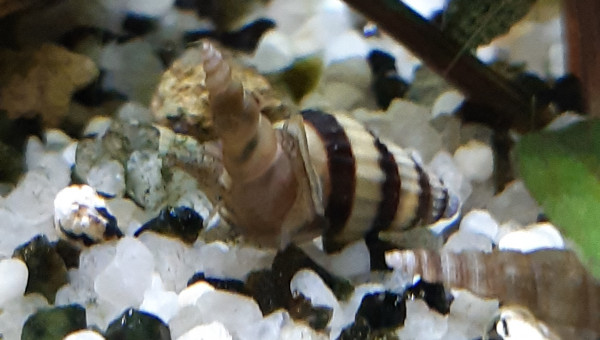 Anentone helena mangeant un melanoide