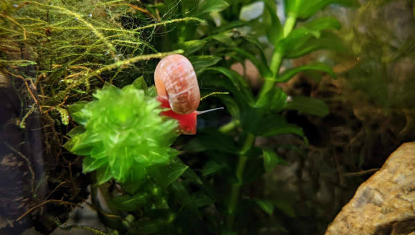 Arrivée des crevettes et des escargots