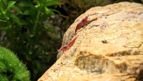 Arrivée des crevettes et des escargots