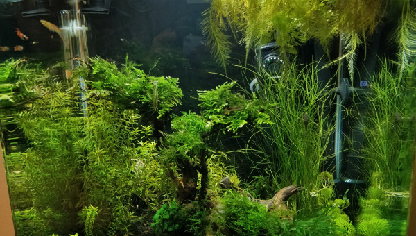 6 mois du nano (face)