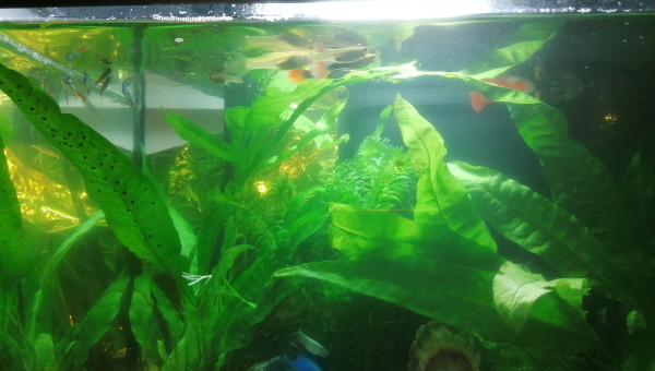 1 er aquarium