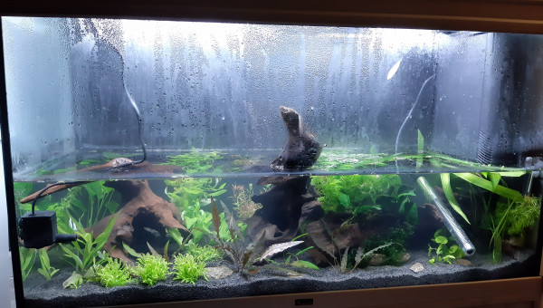 Aquarium de salon : la naissance