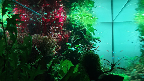 Sunset in the jungle