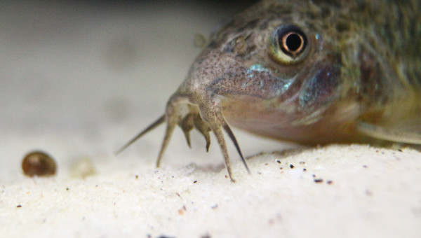 Les fifilles à moustaches