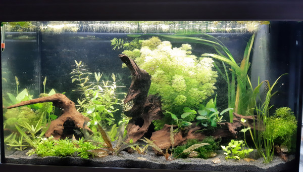 Aquarium de salon : ça pousse