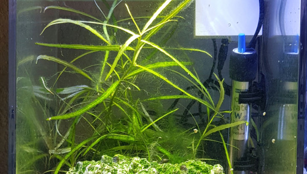 Le cube et ses algues...