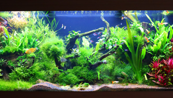 Rio 450 (24.01.2021)