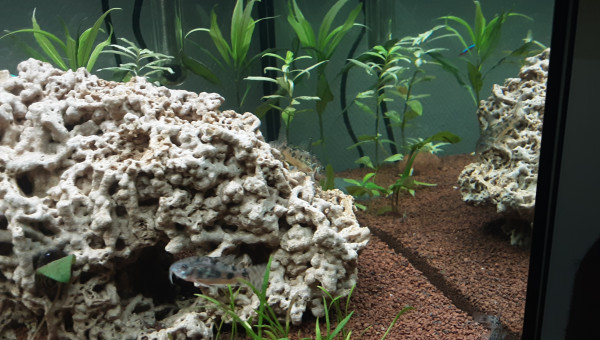 Biotope amazonien