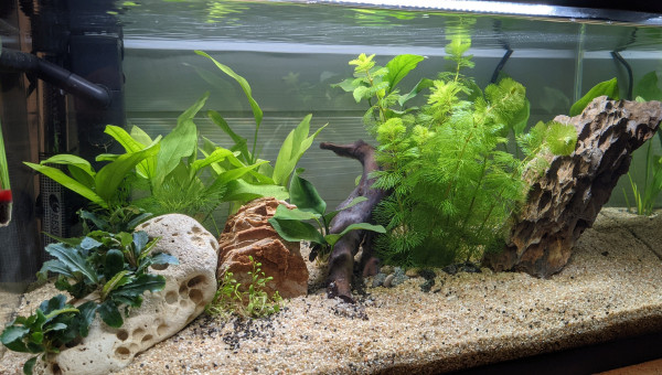 Implantation + 7 jours