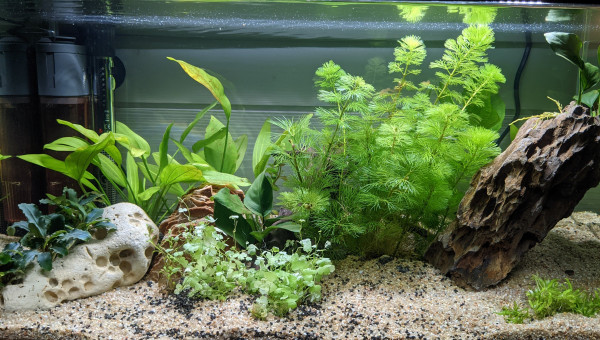 Implantation + 20 jour