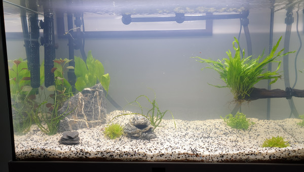 Nouvelle plante Bacopa