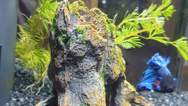 L heure du cache cache