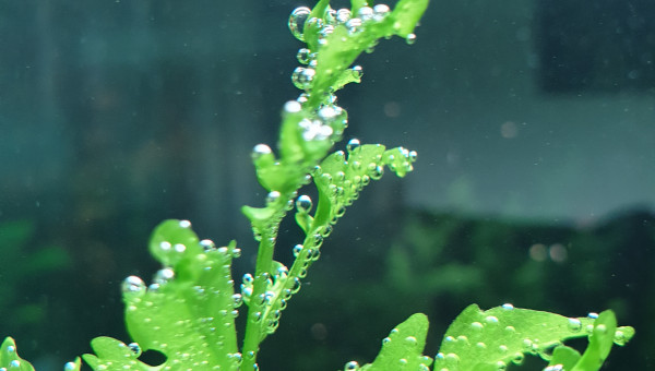 Nouvelles rampes led