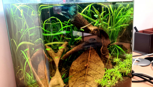 Flash notre nouveau collègue de travail