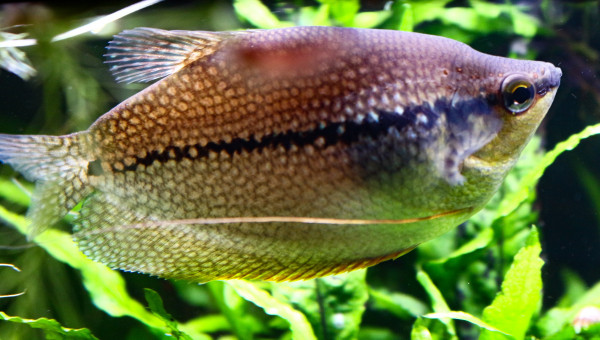 Male et femelle Gouramis perlés