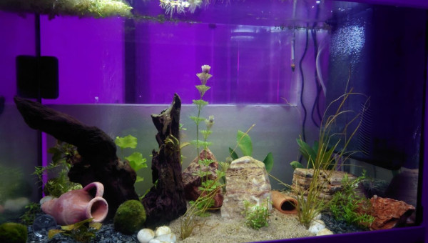 Semaine 1 - Crépuscule