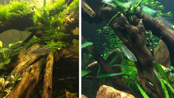 Les gouramis grogneurs