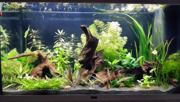 Aquarium de salon : bientôt les poissons