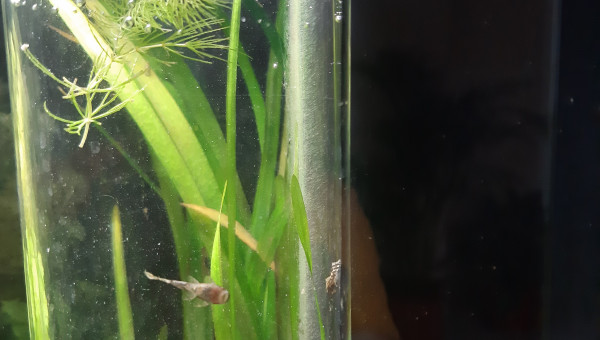 Aquarium de salon : premiers poissons