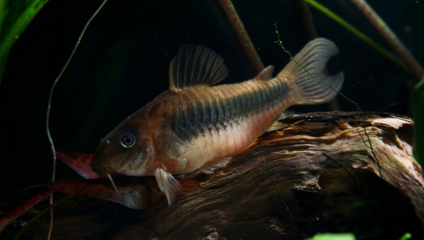 Nouvel aménagement adopté