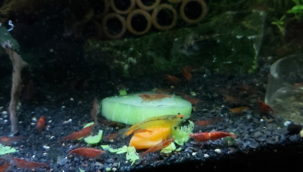 salade concombre carotte petit pois + Crevettes!