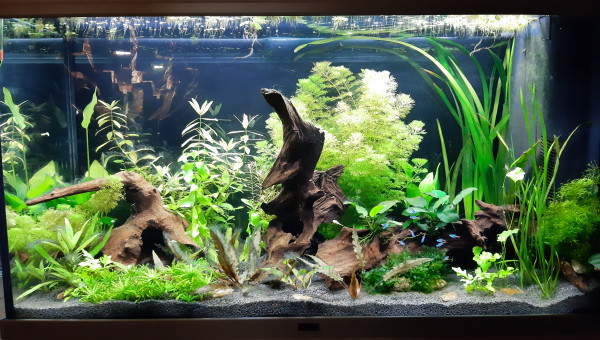 Aquarium de salon : des néons et des corydoras