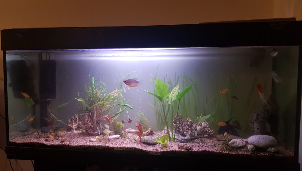 250l