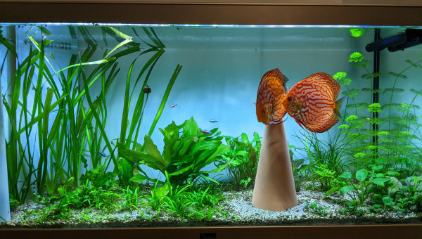 De retour sur de la reproduction