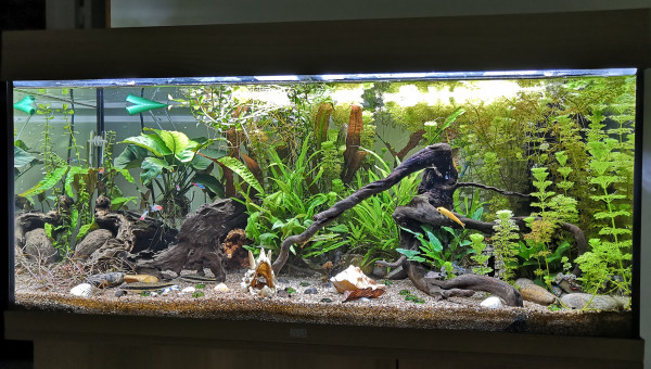 Juwel 180l communautaire