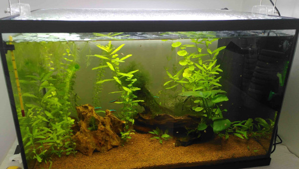 ça pousse, mais avec des trous...