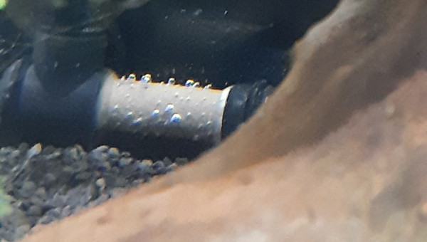 Aquarium de salon : arrivée du CO2