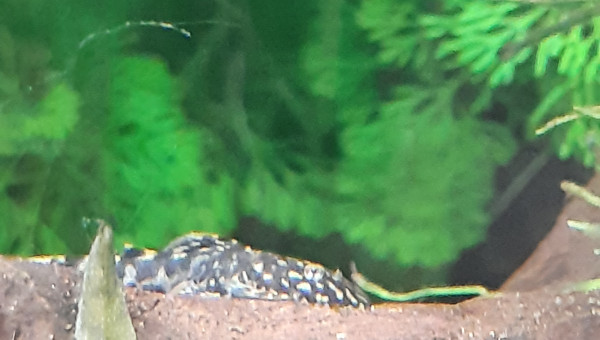 Aquarium de salon : premières photos des habitants