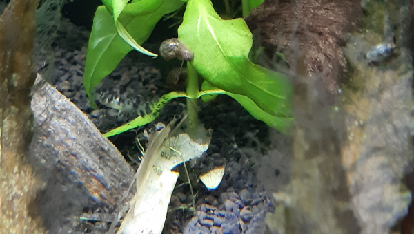 Aquarium de salon : premières photos des habitants