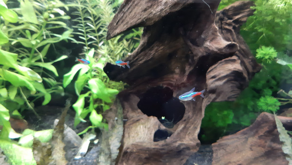 Aquarium de salon : premières photos des habitants