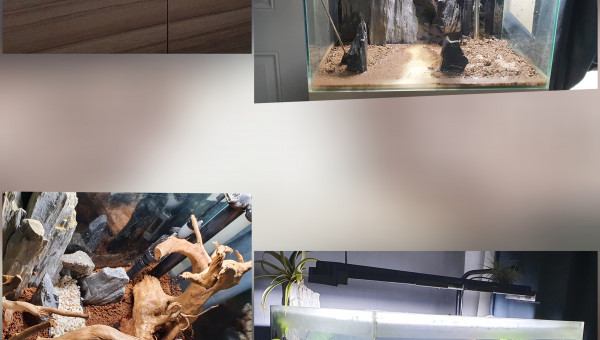 Mise en eau aquarium eau douce