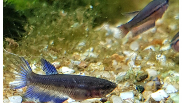 La nourriture vivante ne suffit plus