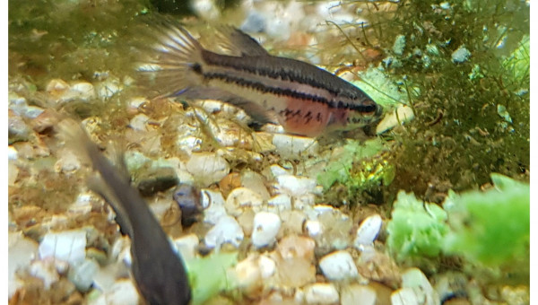 La nourriture vivante ne suffit plus