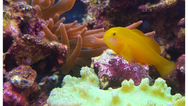 Entacmea quadricolor, Gobiodon okinawae et Sinularia dura