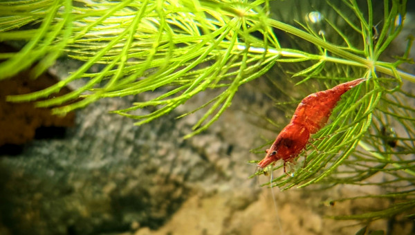 Une RC sur la Cerato